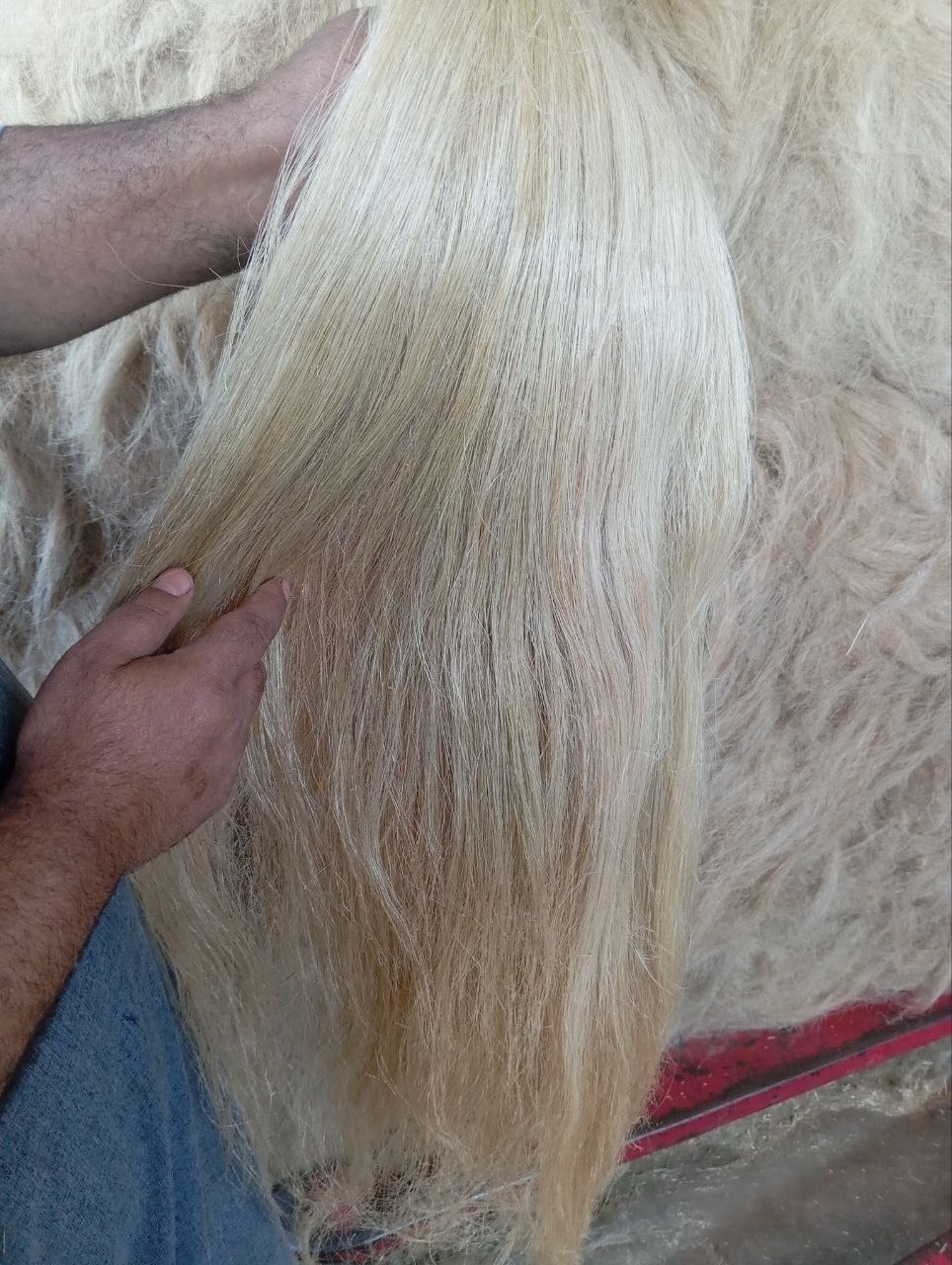 Hackled Flax Fiber